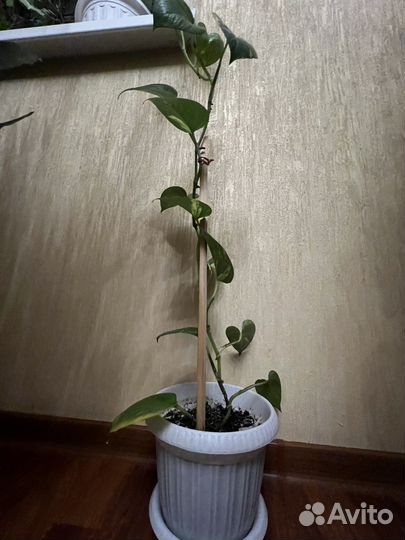 Эпипремнум золотистый