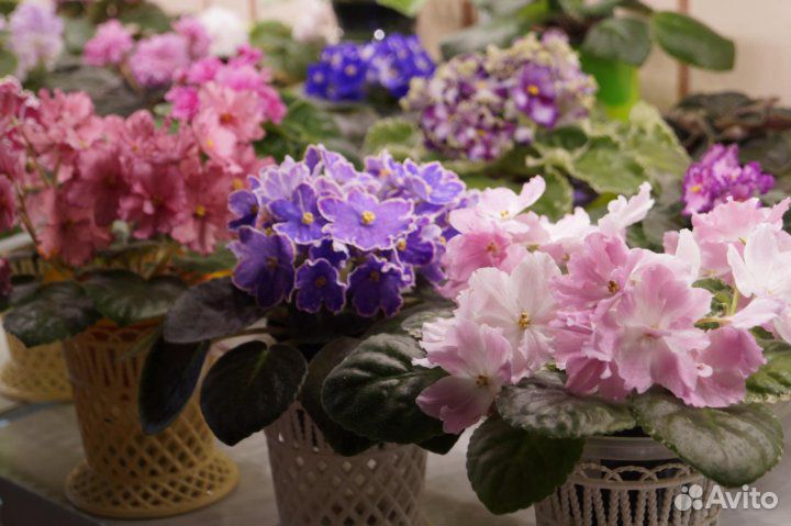 Фиалки сортовые