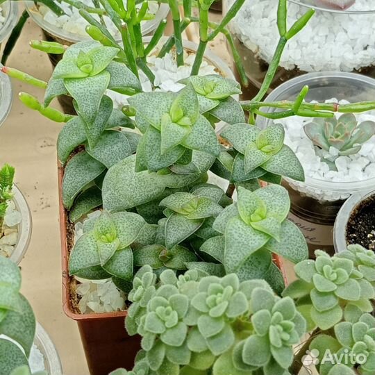 Кактусы и суккуленты