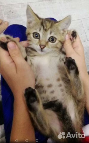 Кошка, котенок 1,5 месяца объявление продам