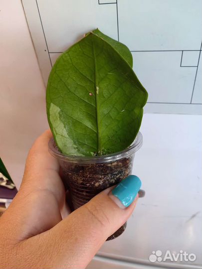 Замиакулькас вариегатный и Фикус Али на штамбе