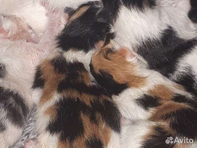 Кошка в дар,в добрые руки