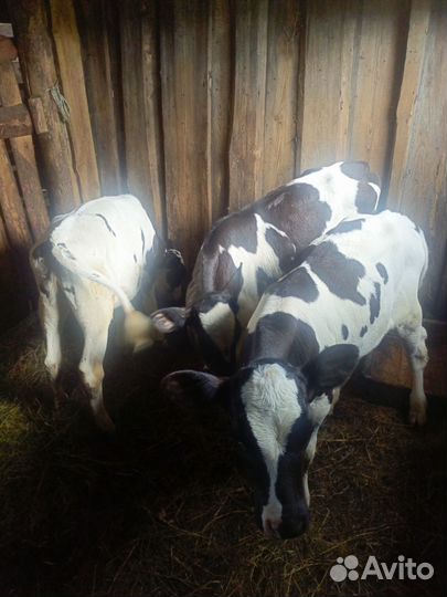 Продам телочек от молочных коров