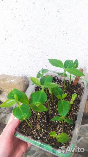 Корольки из косточки