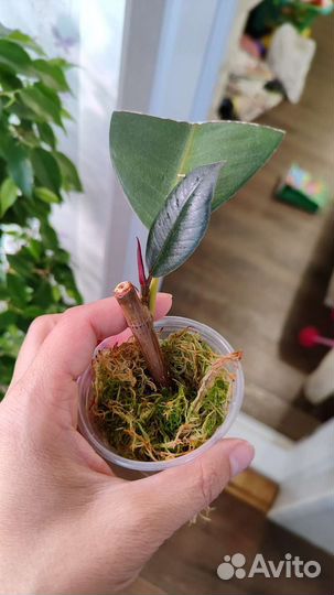 Фикус абиджан