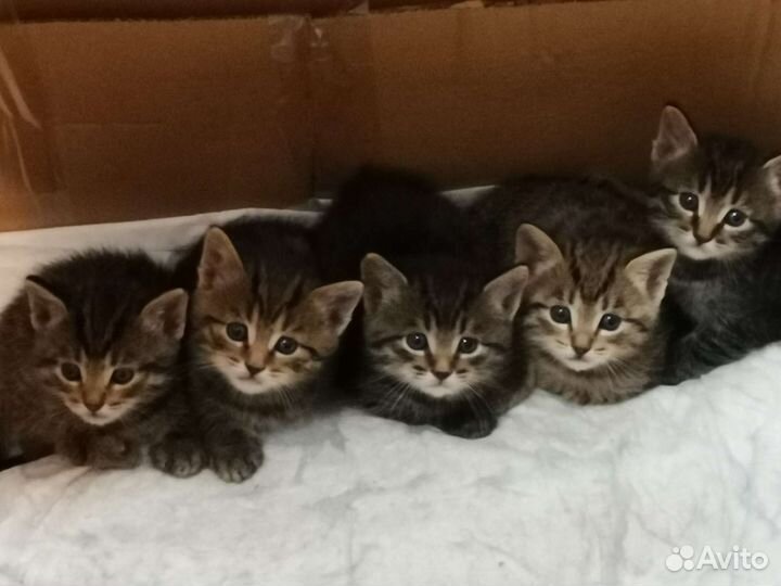 Котята в добрые руки бесплатно