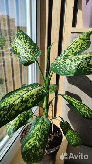 Диффенбахия