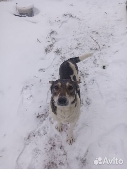 Двортерьер