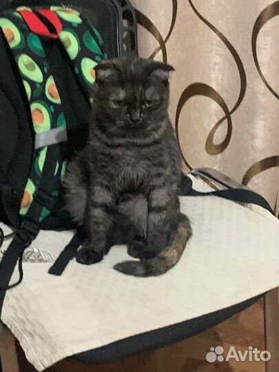 Пусенька в поисках дома