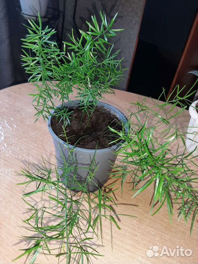 Комнатные растения