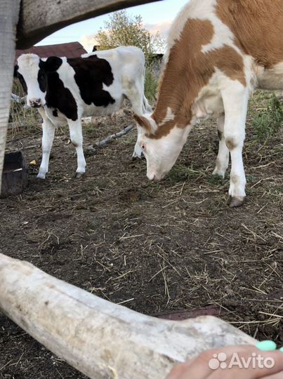 Бычки телята холмогоры сементалы