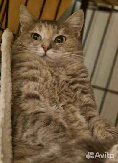 Кошка бесплатно