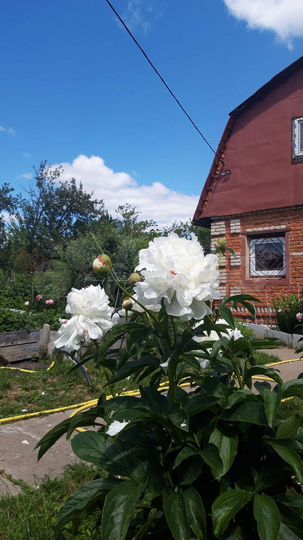 Дача 49 м² на участке 6 сот.