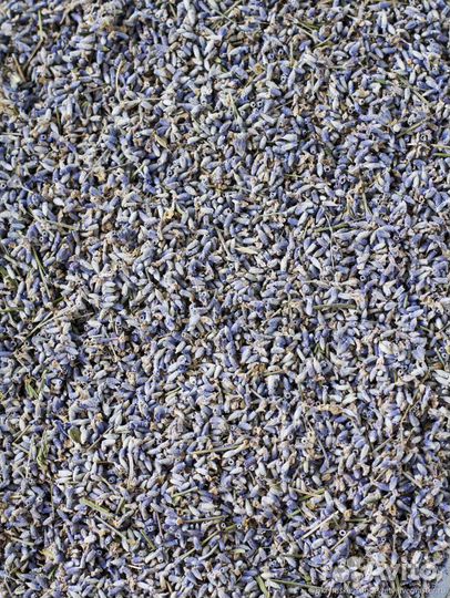 Лаванда россыпь