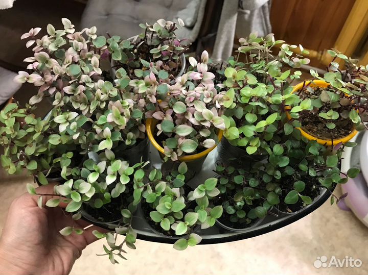 Традесканция,каллизия разных сортов