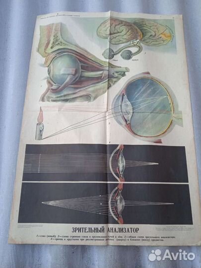 Учебные плакаты СССР по Биологии на холсте