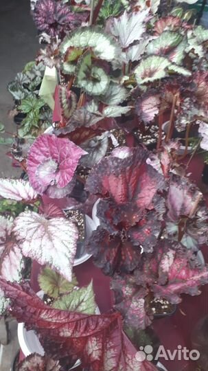 Бегонии сортовые