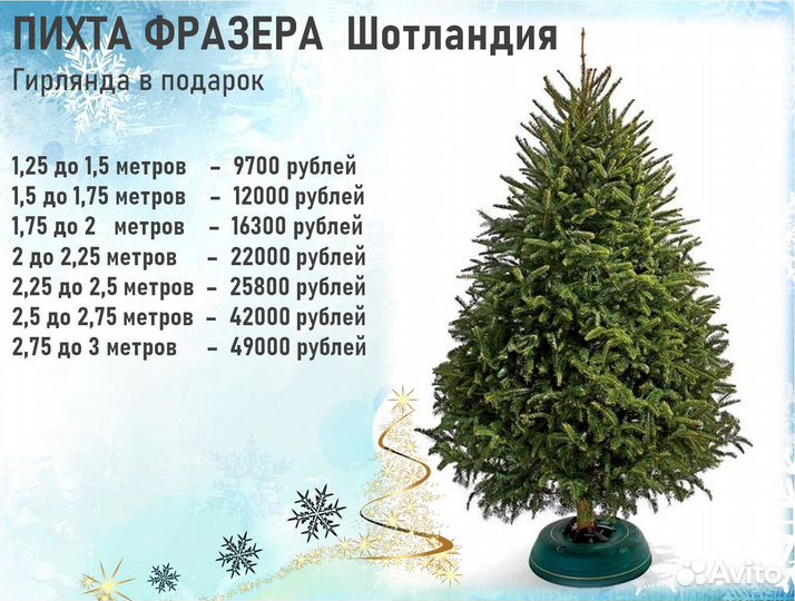 Новогодние ёлки и сосны Живые елки с доставкой