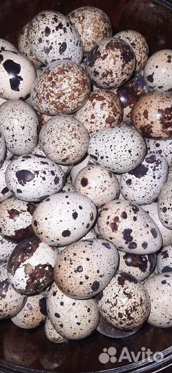 Яйца перепелиные домашние