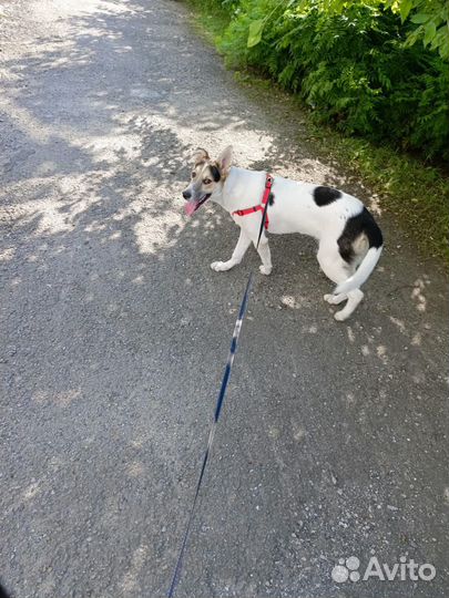 Лайка смесь