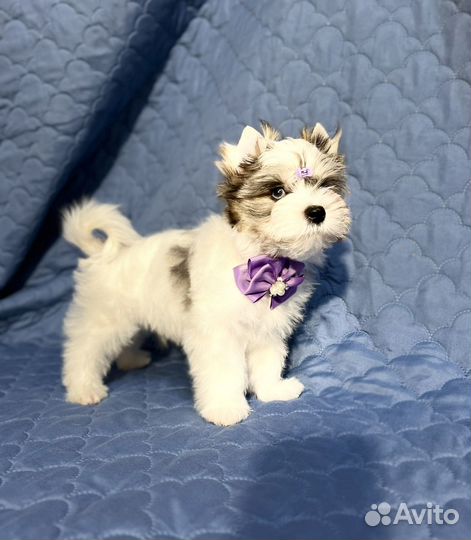 Мраморный голубоглазый щенок