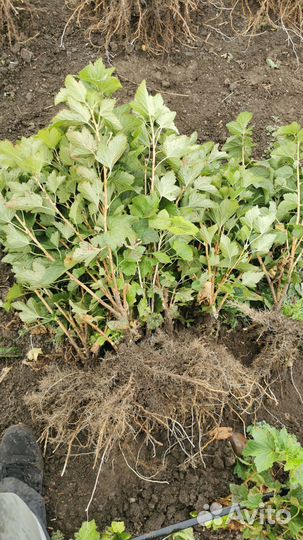 Саженцы Чёрная смородина