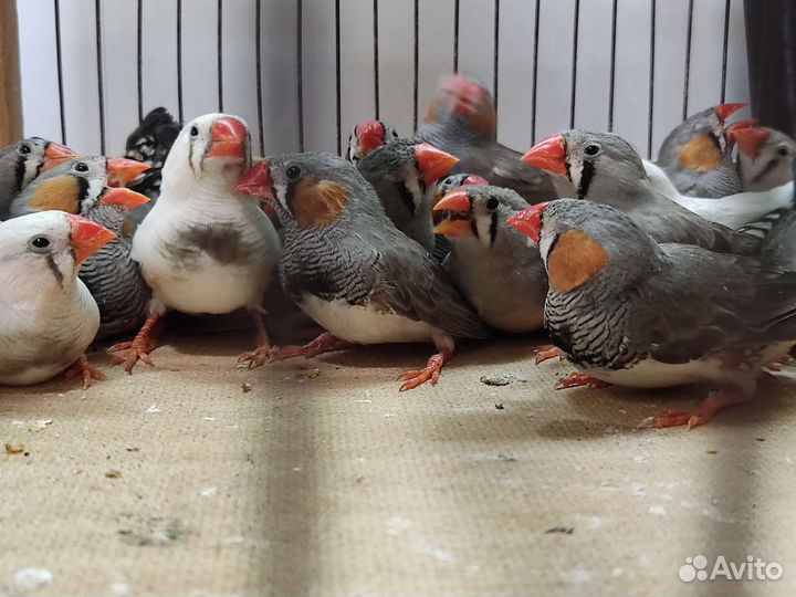 Зебровые амадины