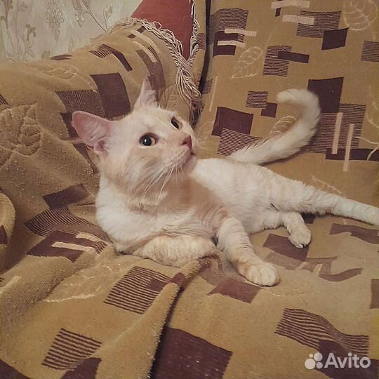 Котик ищет семью