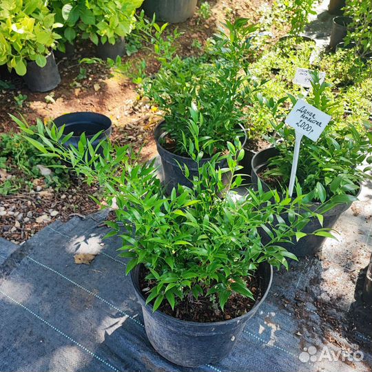 Даная ветвистая