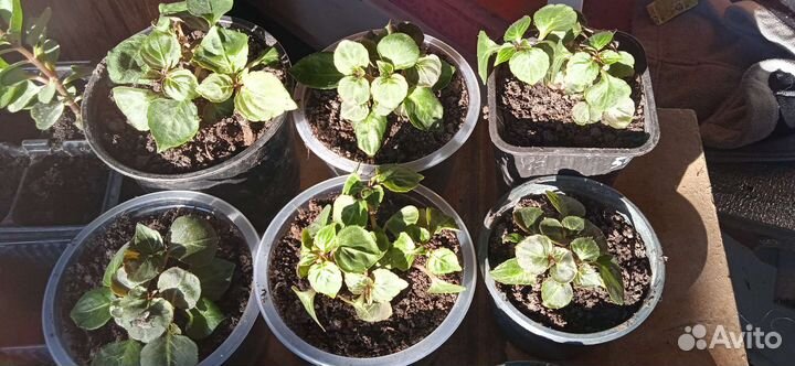 Отростки бальзамина