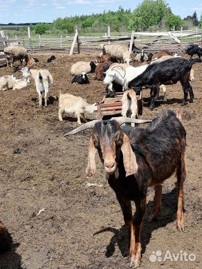 Индейка,Корова,козлы,козы,Козлята,шами-нуб