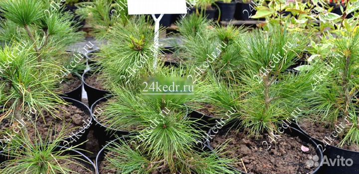 Саженцы сибирского кедра