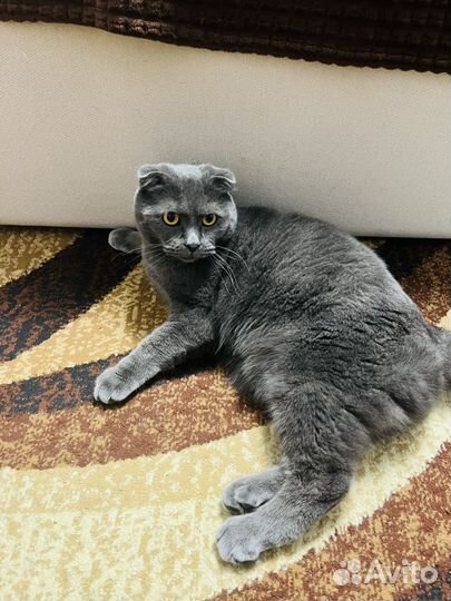 Кот в добрые руки