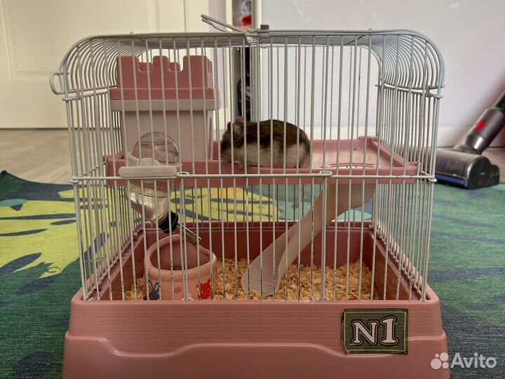 Джунгарик с клеткой