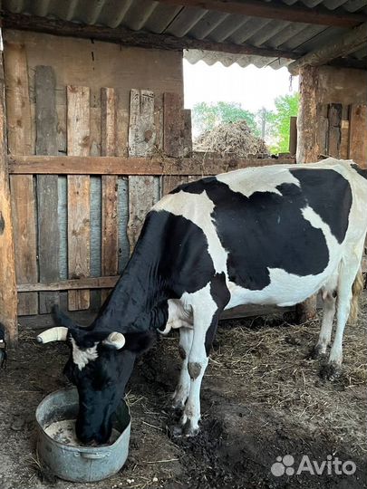 Корова стельная