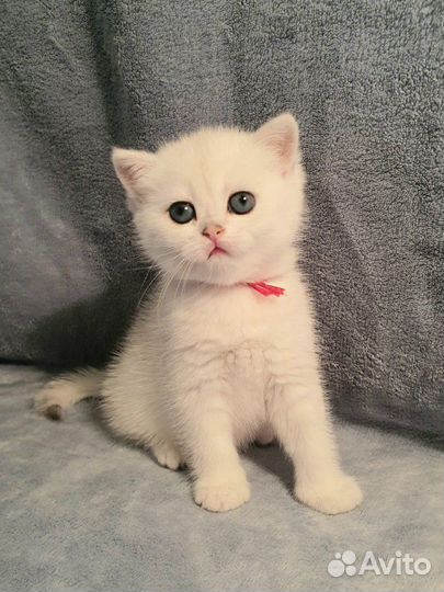 Котята из питомника