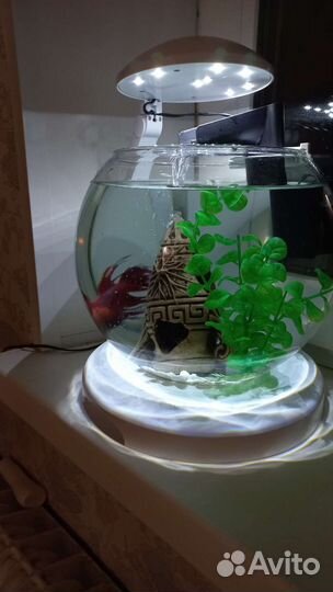Аквариум с рыбкой петушок