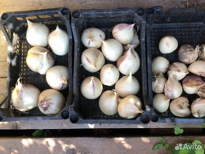 Лук анзур,под заказ