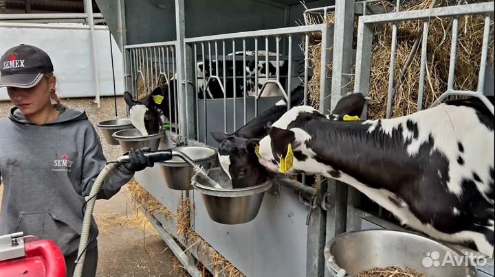 Телята для откорма