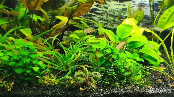 Со2, шишки ольхи, трава, растения