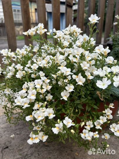 Цветущие вегетативные на осень