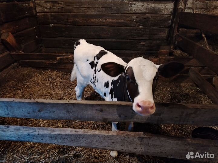 Корова дойная с теленком