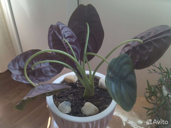 Алоказия Ред секрет Медная Купрея