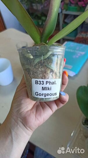 Орхидея фаленопсис