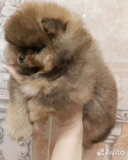 Померанский шпиц мини щенок