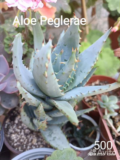 Растения комнатные