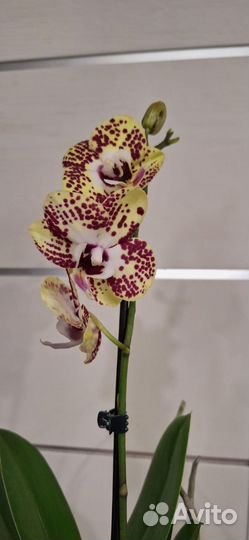Орхидея фаленопсис Биг Лип Спанч Боб
