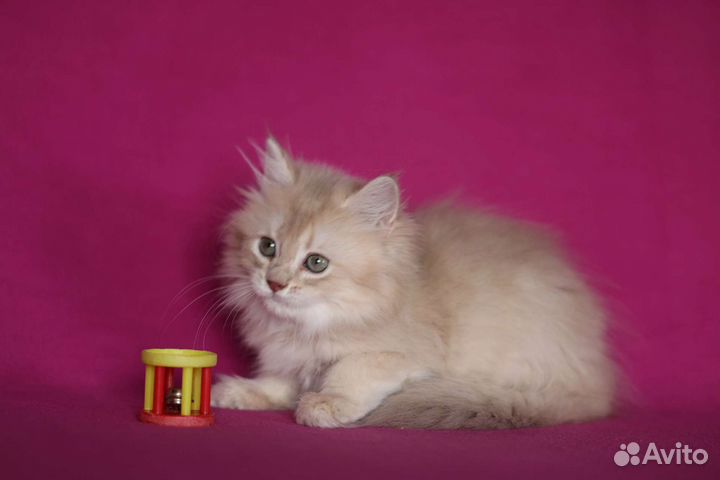 Британская длинношерстная золотая шиншилла