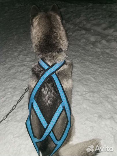 Ездовая шлейка на заказ