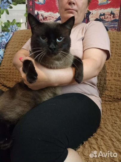 Сиамский кот